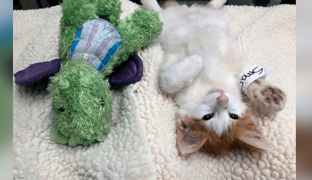 Desliza las imágenes para conocer la conmovedora historia de un gato bebé que visitó al veterinario con su peluche. Foto: Captura.