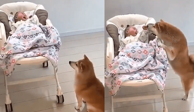 Facebook: la tierna reacción que tuvo un perro, cuando el hijo de su dueño se puso a llorar [VIDEO]