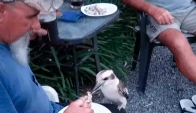 Facebook: Extraña ave aparece de la nada y le pide un trozo de carne a un anciano