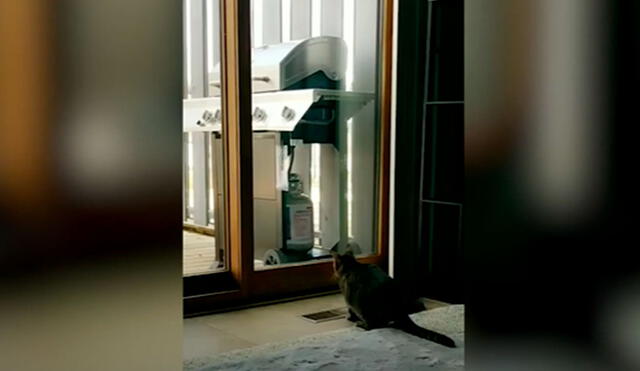 Desliza las imágenes para observar el incidente que protagonizó un gato al impactar contra una puerta de vidrio. Foto: Caters Clips