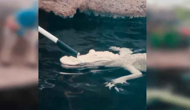 En YouTube, una joven cuidadora aseó a un peligroso cocodrilo y se sorprendió al notar su reacción.
