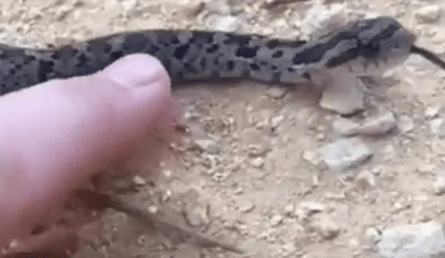 Video es viral en YouTube. Una serpiente estaba tan asustada que decidió fingir su muerte; sin embargo, un error en su ‘actuación’ reveló su mentira. Foto: Captura.