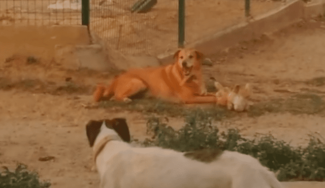 En Facebook, un joven acudió a un refugio de animales y quedó espantado al creer que un perro tenía un fuerte enfrentamiento.