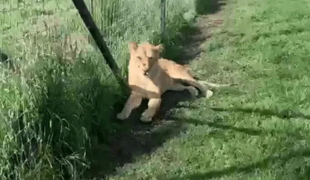 Video viral de Facebook. Cuidador se acerca para tomar una foto a leona y enfurecido depredador lo ataca.