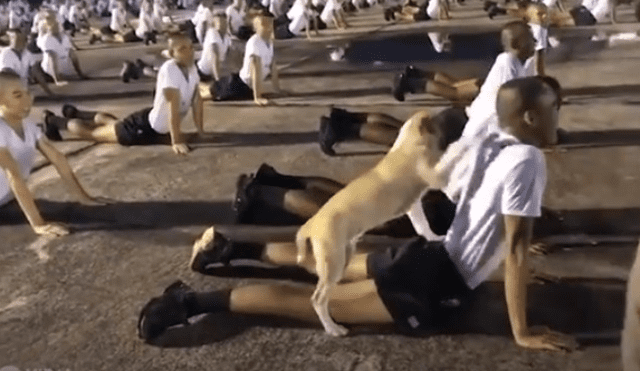 Video es viral en TikTok. El can ingresó a la sesión de ejercicios que realizaba un grupo de cadetes e intentó jugar con uno de ellos. Fotocaptura: YouTube