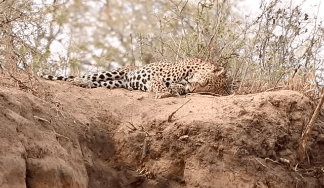 León ‘macho alfa’ se encuentra a leopardo dormido y lo ataca a traición; desenlace es desgarrador [VIDEO]