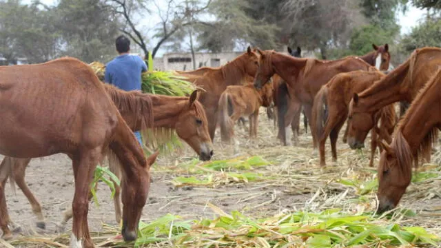 Chiclayo: denuncian maltrato a caballos de paso en empresa azucarera