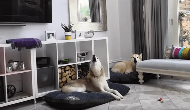 Un video muestra a un par de perros tratando de 'cantar' a escuchar a su amo tocar el saxofón.