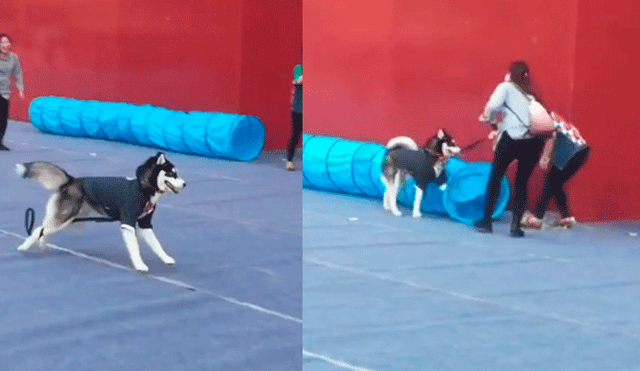 Facebook: perro deja en ridículo a su dueña en importante competencia de mascotas [VIDEO]