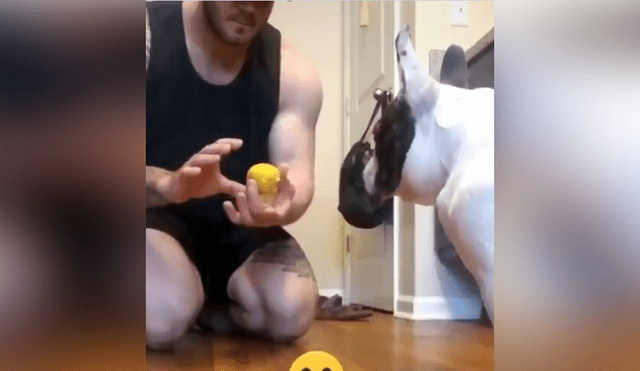 A través de Facebook se hizo viral la curiosa reacción de un can al ser víctima de un truco de magia de su dueño.