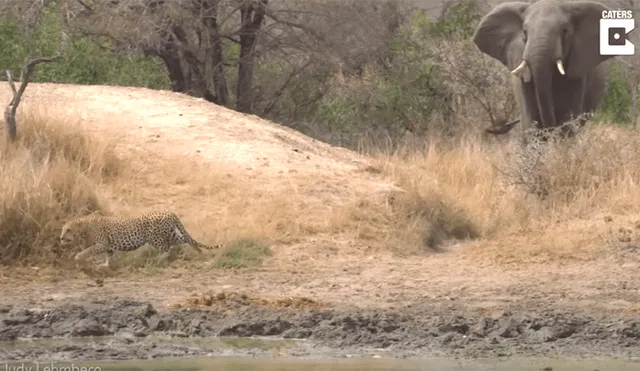 Enorme elefante defiende a ciervo que fue atacado por feroz leopardo [VIDEO]  