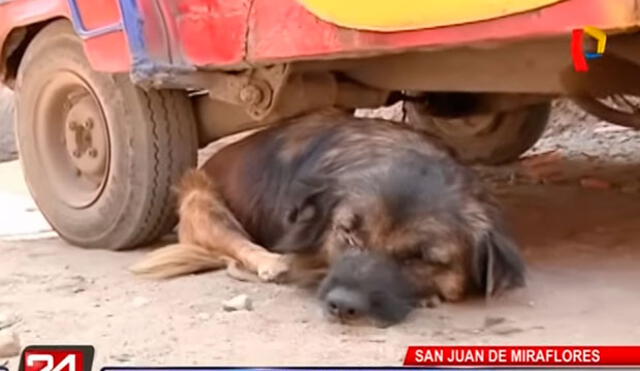 SJM: taxista abandona a perro que atropelló dos veces [VIDEO]