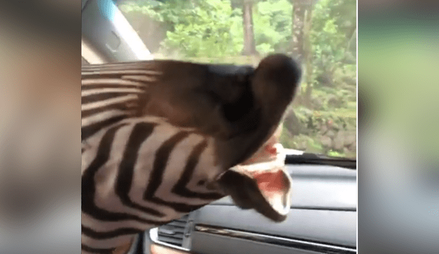 Un grupo de turistas fueron sorprendidos por una hambrienta cebra en su recorrido de safari.