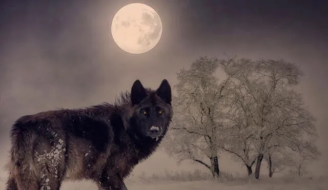 A la luna llena de enero se le conoce como 'luna de lobo'. Conoce la razón. Imagen: referencial / Pixabay
