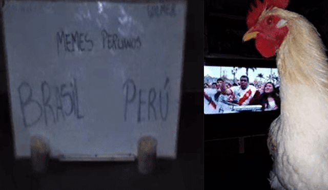 La famosa gallina 'Poly' lo hizo lanzó su pronóstico para la final de la Copa América y dejó a todos en shock.