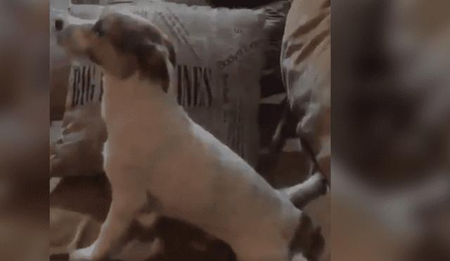 Dueña del can no dudó en grabar la insólita conducta de su mascota mientras veía la película de terror con ella.