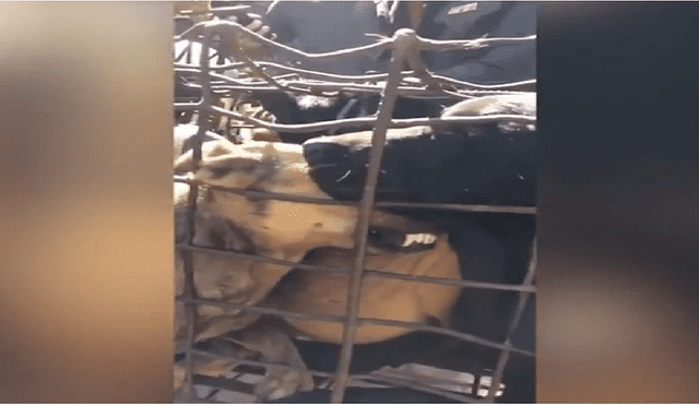 Graban condiciones de maltrato a perros en matadero de Camboya [VIDEO y FOTOS]