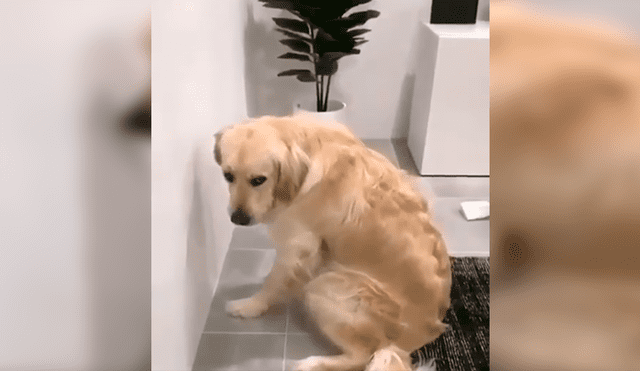 En Facebook, un perro tuvo inesperada reacción cuando su dueño descubrió su terrible travesura.