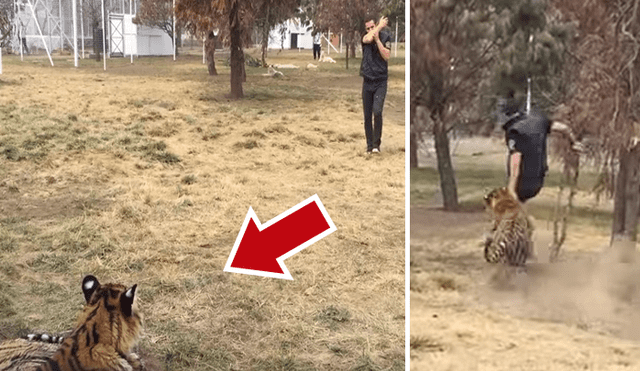 Facebook: hombre ingresa a recinto para ‘jugar’ con tigre y depredador tiene temible reacción [VIDEO]