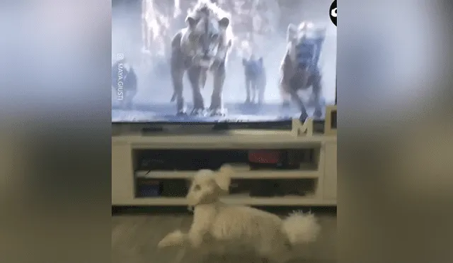 En Facebook se ha vuelto viral el momento en que un perro se asusta tras ver una escena de El Rey León.