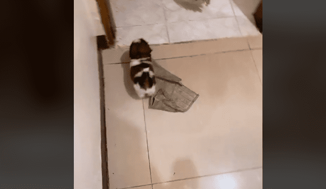 Mira la secuencia del video deslizando la imagen. Foto: kobipupper/TikTok