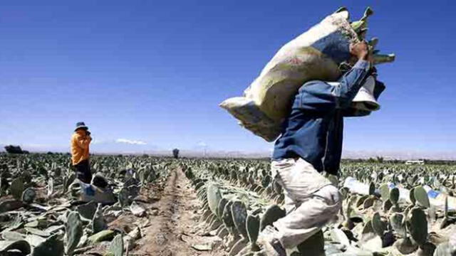 Agricultores de Tacna reclaman a Región pagar energía eléctrica