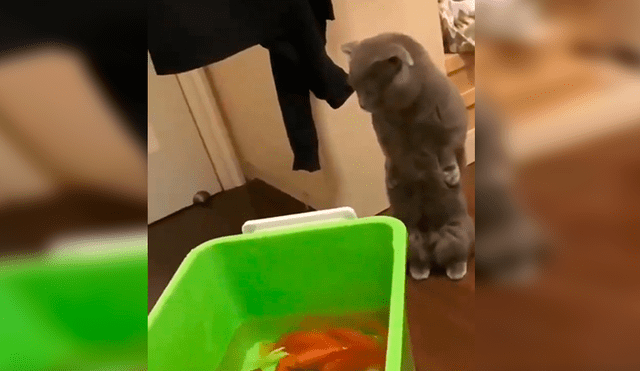 En Facebook, un joven compró unos peces como mascotas y no imaginó que su gato los quería devorar.