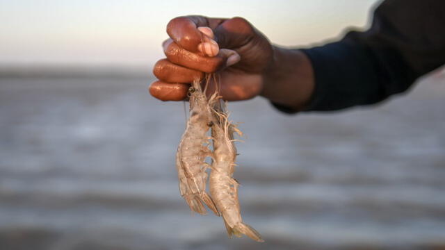 A fisherman shows shrimps at the Navio Quebrado lagoon in the village of Boca de Camarones, Guajira Department, northern Colombia, on March 1 2018. - Large shrimps were fished in abundance in this swamp of fresh and salty waters but pollution and climate change have reduced the quantity and size of these crustaceans. Families living in the nearby village of Camarones (Shrimps) - one of the entrances to the Los Flamencos Wildlife and Flora Sanctuary of the National Natural Parks System of Colombia - depend almost entirely on shrimp fishing. (Photo by Luis ACOSTA / AFP)