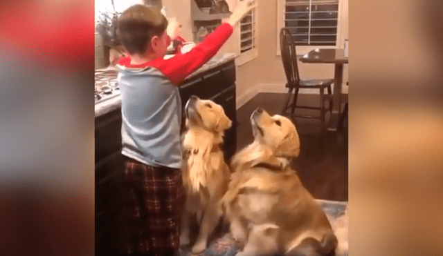 Desliza las imágenes hacia la izquierda para apreciar el emotivo momento entre un niño y sus dos perros. Foto: Captura.