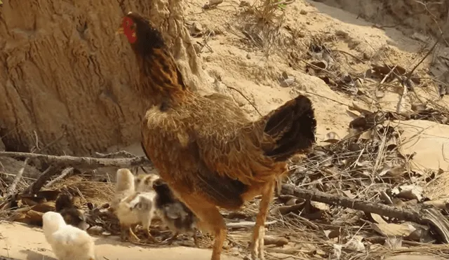 Vía YouTube: Cocodrilo busca devorar a crías de mamá gallina y ella arriesga su vida para salvarlos [VIDEO]