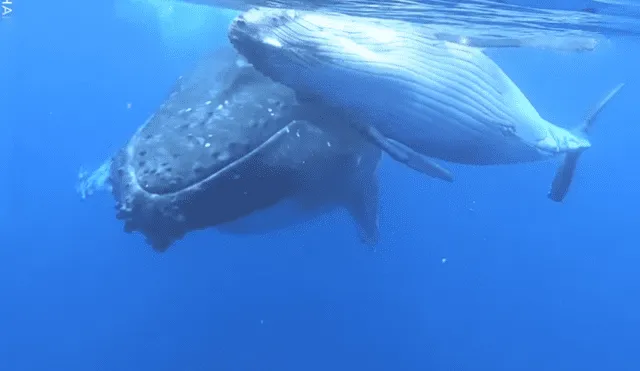 Un video viral de Facebook muestra el momento en que un grupo de turistas nadan al lado de gigantescas ballenas jorobadas en Estados Unidos.