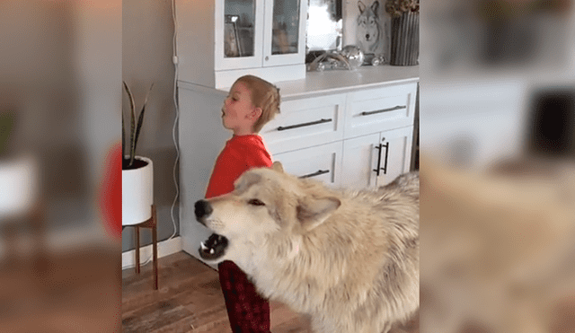 En YouTube, un pequeño sorprendió al seguir las indicaciones de un gigantesco lobo que le enseñaba aullar.