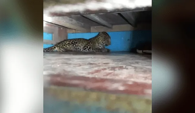 YouTube viral: madre encuentra leopardo en el cuarto de su hija y queda en shock [VIDEO]
