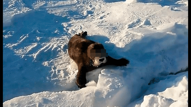 Intentaron rescatar a una foca bebé, pero terminaron provocándole la muerte [VIDEO]