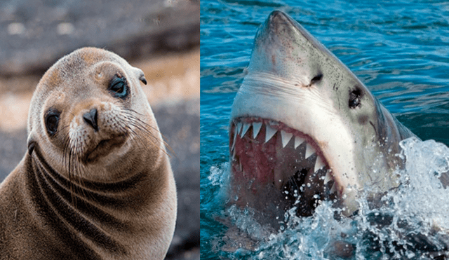 YouTube viral: feroz tiburón ataca sin piedad a indefensa foca y turistas quedan horrorizados