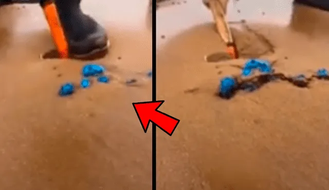 Facebook: creyó encontrar residuos plásticos en playa y descubre sorprendente criatura marina [VIDEO]
