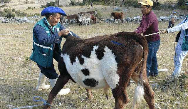 Ayacucho: vacunan a 8 mil animales contra la rabia