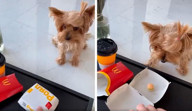 Desliza las imágenes para ver la curiosa broma que le hizo una joven a su perro cuando le dio comida. Foto: Captura de TikTok