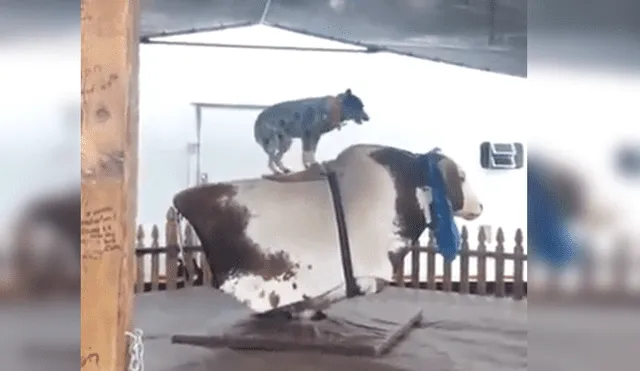 Vía Facebook: miles se sorprenden con perro que doma 'toro mecánico' sin problemas [VIDEO]