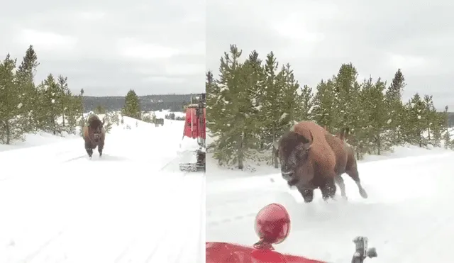 YouTube viral: ¿bisonte intenta voltear auto de turistas? Final deja en shock a usuarios [VIDEO]
