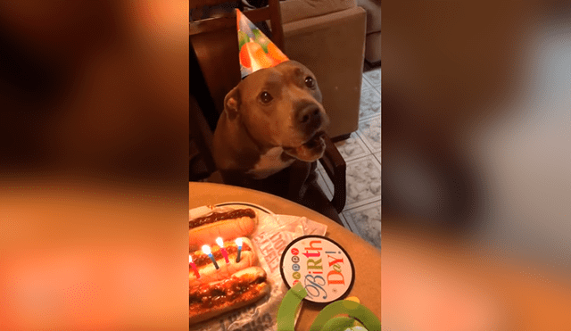 Desliza las imágenes para conocer la sorpresa de cumpleaños que preparó una pareja para su perro. Foto: Captura.