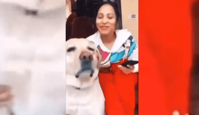 Video es viral en TikTok. Joven se percató del gracioso comportamiento de su perro al escuchar la música y no dudó en grabarlo para compartir las imágenes en redes.