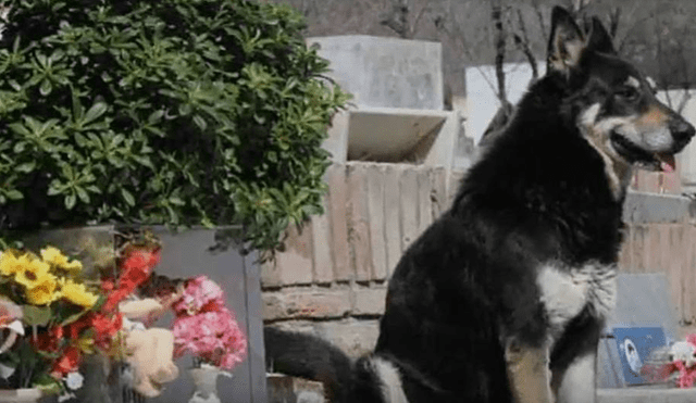 Argentina: murió ‘Capitán’, el perro que visitó la tumba de su amo por 11 años