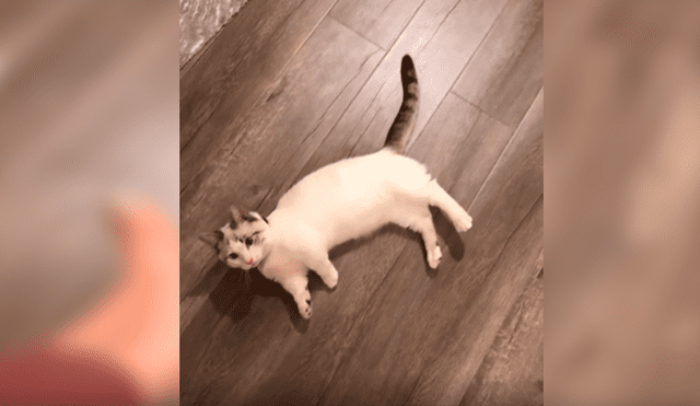 En Facebook, un travieso gato simuló estar muerto mientras jugaba con su cuidadora a dispararse.