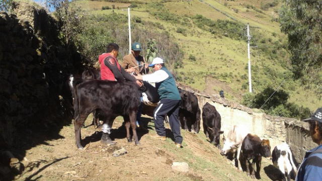 Dan atención sanitaria a más de 8 mil cabezas de ganado de comuneros de Huancavelica