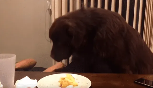 YouTube viral: mujer recibe abrazo de su perro, sin imaginar que can la dejaría sin comida [VIDEO] 