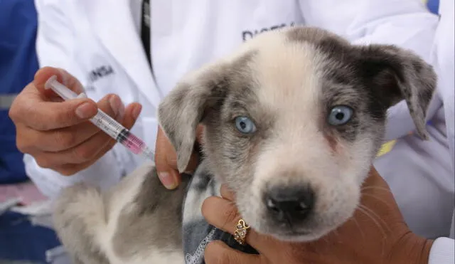 Actualmente, la vacunación es la principal
estrategia para enfrentar la rabia canina.