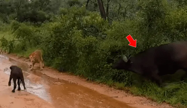 Un turista grabó en un video viral de YouTube el heroico rescate que realizó una madre búfalo a su cría atrapada en las garras de un feroz león.