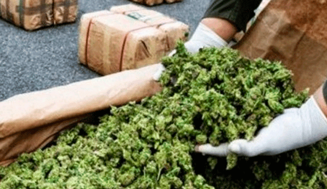 La Victoria: incautan más de 100 kilos de potente marihuana ‘cripy’ 