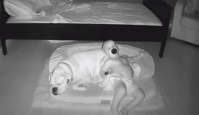 Un bebé no quería seguir durmiendo solo y se bajó de su cama para acostarse con su perro. Foto: YouTube